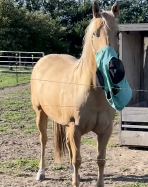 Hodson Veterinary Services LLC 12