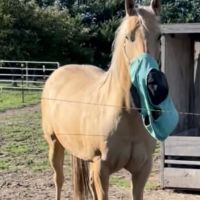 Hodson Veterinary Services LLC ico