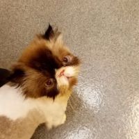 Animal Medical Center of Hebron ico