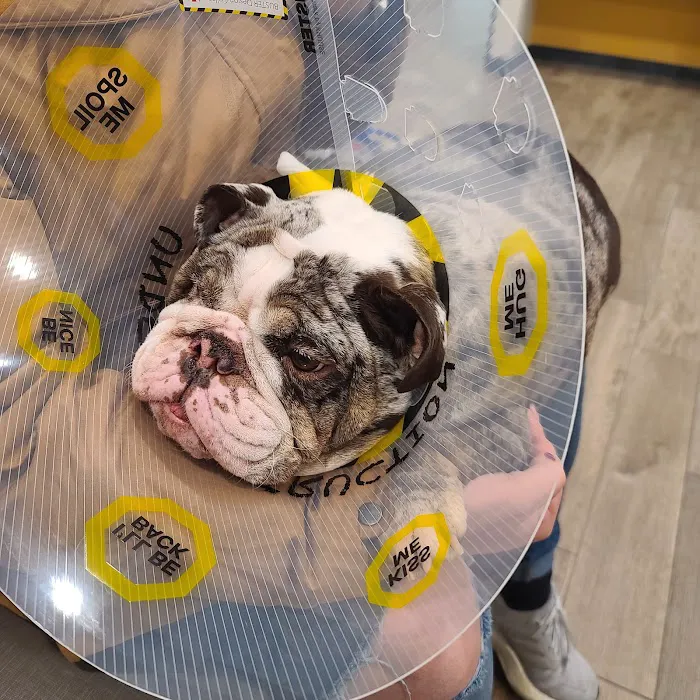 Lowell Animal Hospital 7