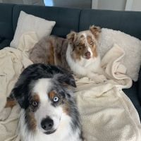 Ready to Go Veterinary Rehabilitation ico