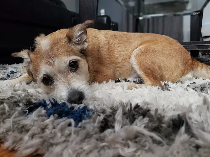 Midwest Animal Hospital 8