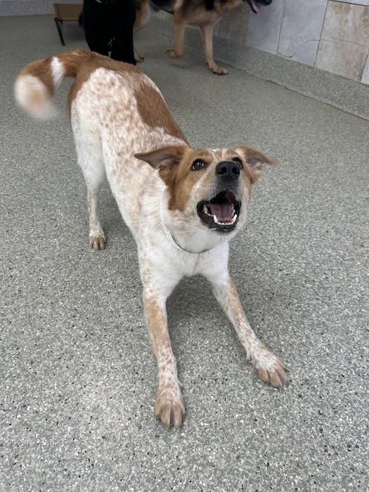 Midwest Animal Hospital 9