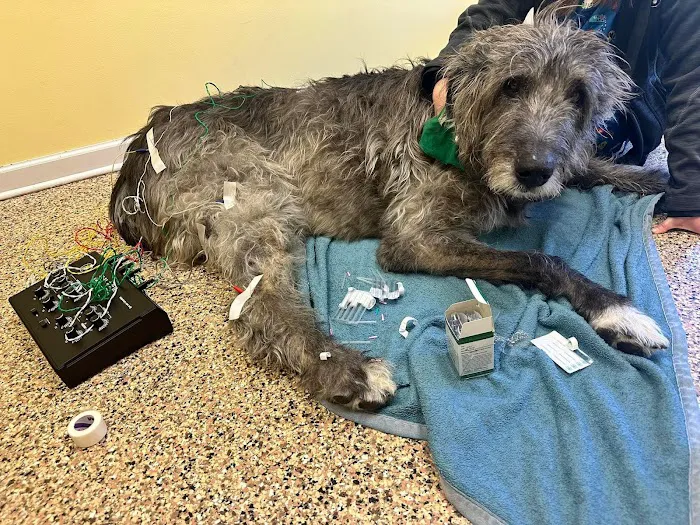 Balanced Body Vet Clinic 12