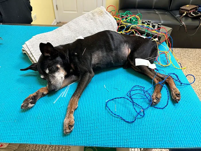 Balanced Body Vet Clinic 12