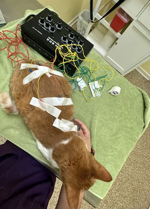 Balanced Body Vet Clinic 12