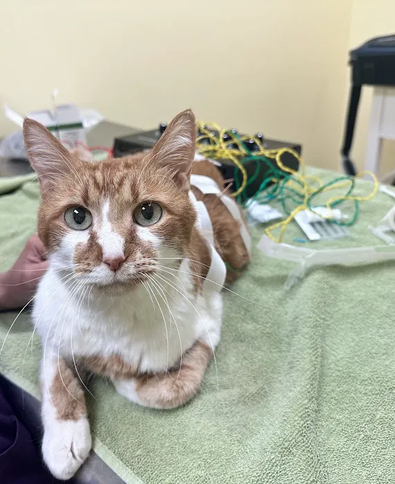 Balanced Body Vet Clinic 12