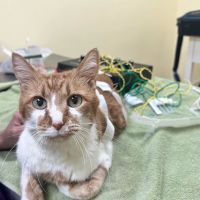 Balanced Body Vet Clinic ico