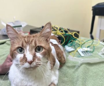Balanced Body Vet Clinic