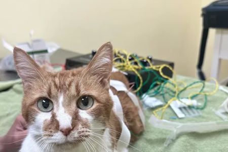 Balanced Body Vet Clinic
