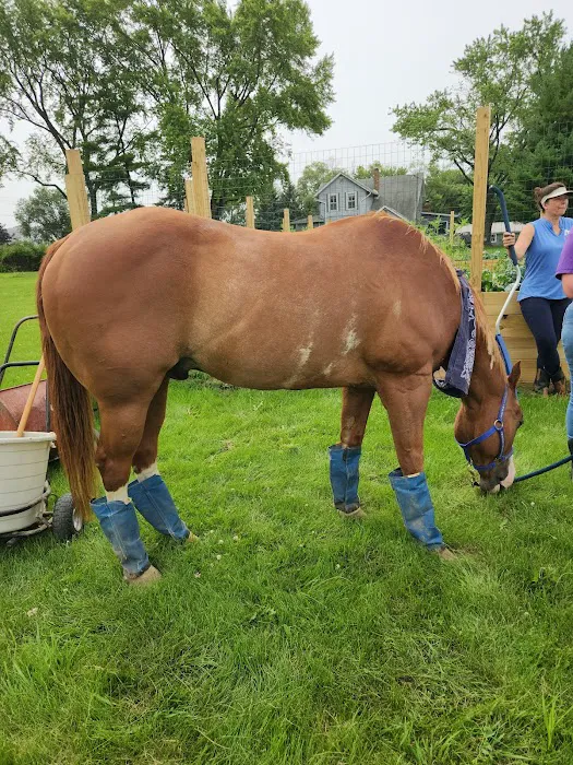 Equine Veterinary Practice 12
