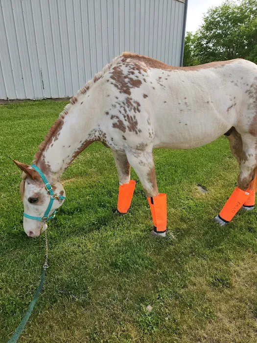 Equine Veterinary Practice 12