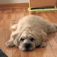 Hickory Creek Animal Hospital ico