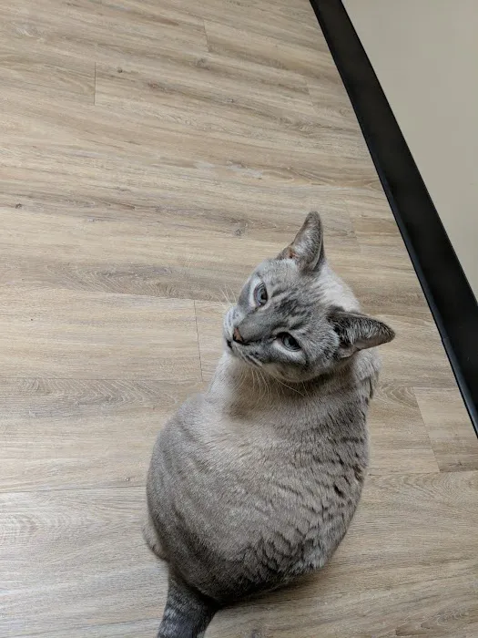 Cat Care Clinic - East 10