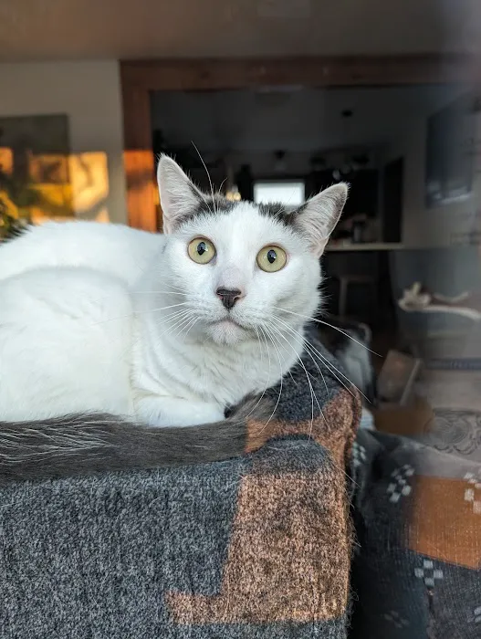 Cat Care Clinic - East 9