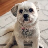 Healthy Pet Veterinary Clinic ico