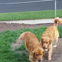 Sandhill Pet Clinic ico