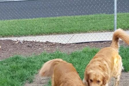 Sandhill Pet Clinic