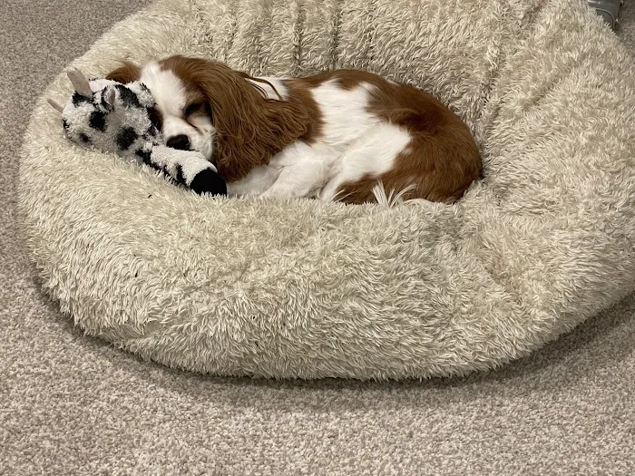 Upper Arlington Veterinary Hospital 6
