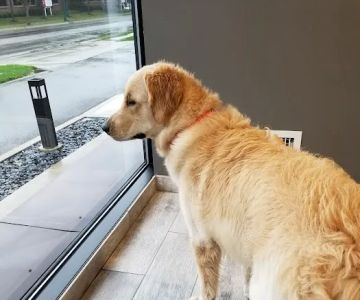 Upper Arlington Veterinary Hospital