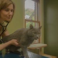 Health & Harmony Animal Hospital ico