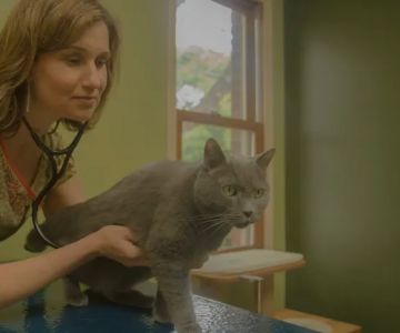 Health & Harmony Animal Hospital