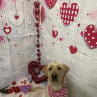 CityPets614 Animal Hospital ico