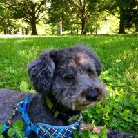 Grandview Animal Clinic ico