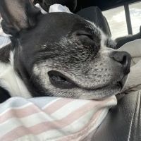 Chiropractic For Everybody ico