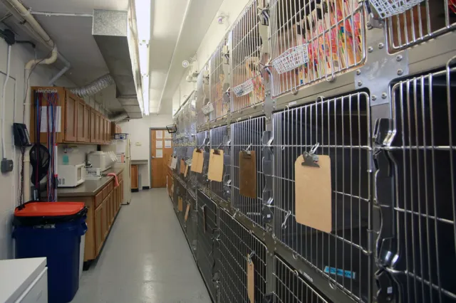 St Francis Animal Hospital 3