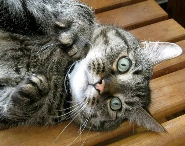 St Francis Animal Hospital 4