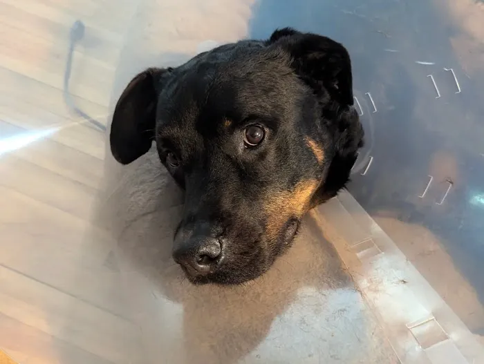 Midway Animal Hospital 12