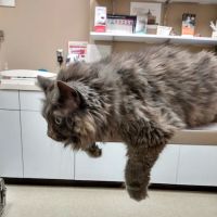 Midway Animal Hospital ico