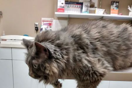 Midway Animal Hospital