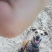 East Lake Animal Clinic ico