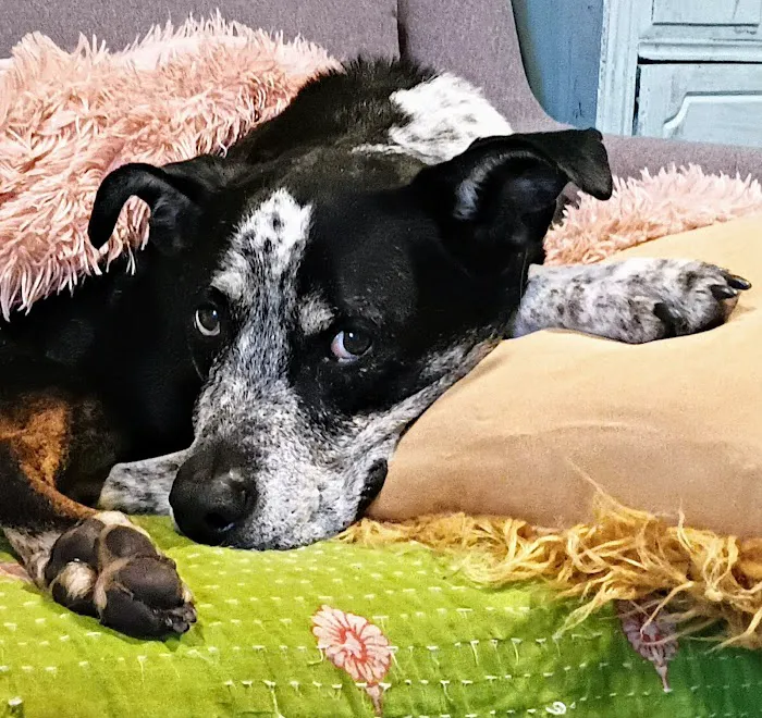 East Lake Animal Clinic 5