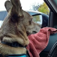 VCA Feist Animal Hospital ico