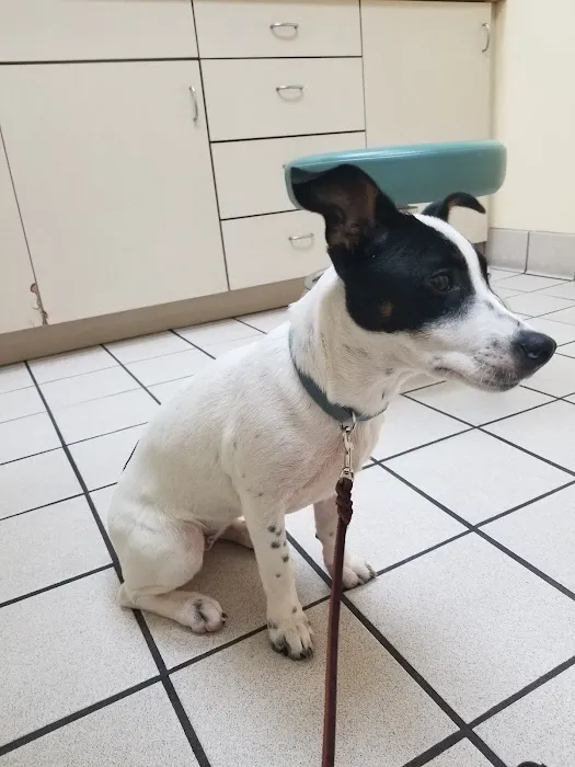 VCA Feist Animal Hospital 4