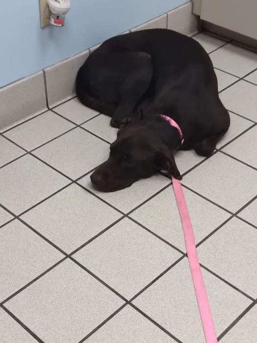 VCA Feist Animal Hospital 5
