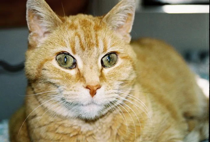 VCA Feist Animal Hospital 3