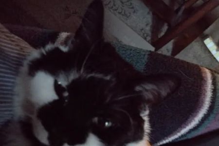 East State Veterinary Clinic: Dziak Kelly J DVM