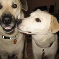 East State Veterinary Clinic: Braun Angela M DVM ico