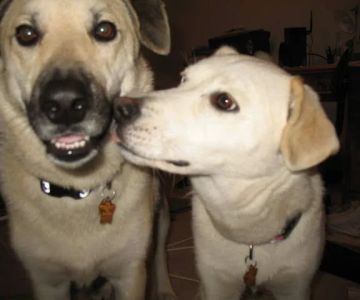 East State Veterinary Clinic: Braun Angela M DVM