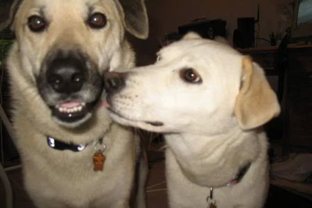 East State Veterinary Clinic: Braun Angela M DVM