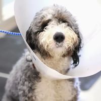 Humane Fort Wayne Spay/Neuter Clinic & Specialized Services ico