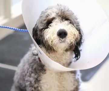 Humane Fort Wayne Spay/Neuter Clinic & Specialized Services