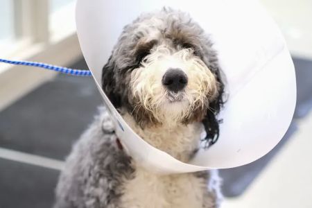 Humane Fort Wayne Spay/Neuter Clinic & Specialized Services