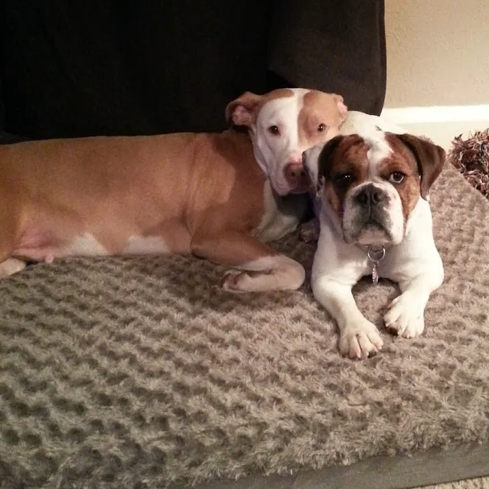 Humane Fort Wayne Spay/Neuter Clinic & Specialized Services 3