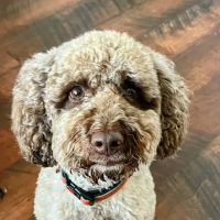Westside Animal Hospital ico