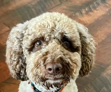 Westside Animal Hospital